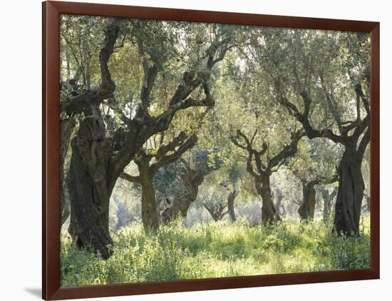 Greece, Olive Grove-Thonig-Framed Photographic Print