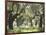 Greece, Olive Grove-Thonig-Framed Photographic Print