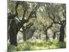 Greece, Olive Grove-Thonig-Mounted Photographic Print