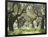 Greece, Olive Grove-Thonig-Framed Photographic Print