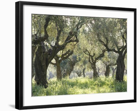 Greece, Olive Grove-Thonig-Framed Photographic Print