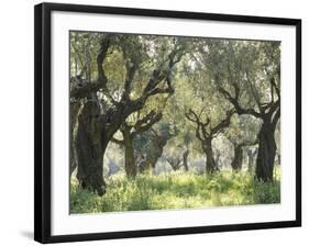 Greece, Olive Grove-Thonig-Framed Photographic Print