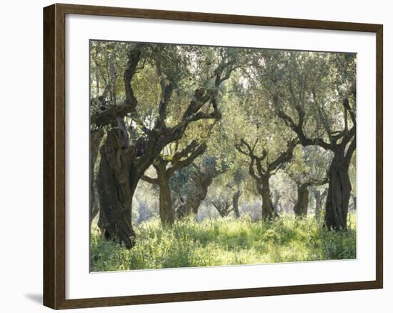 Greece, Olive Grove-Thonig-Framed Photographic Print