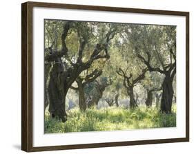 Greece, Olive Grove-Thonig-Framed Photographic Print