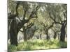 Greece, Olive Grove-Thonig-Mounted Photographic Print