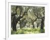 Greece, Olive Grove-Thonig-Framed Photographic Print