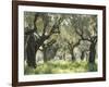 Greece, Olive Grove-Thonig-Framed Photographic Print