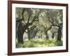 Greece, Olive Grove-Thonig-Framed Photographic Print