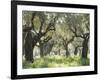 Greece, Olive Grove-Thonig-Framed Photographic Print