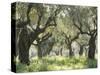 Greece, Olive Grove-Thonig-Stretched Canvas