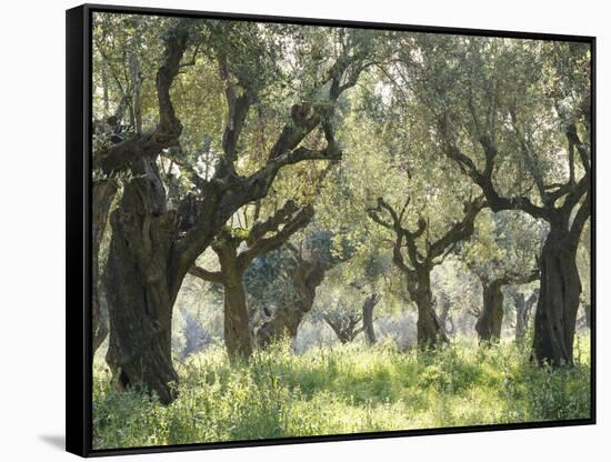 Greece, Olive Grove-Thonig-Framed Stretched Canvas