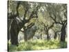 Greece, Olive Grove-Thonig-Stretched Canvas