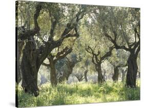 Greece, Olive Grove-Thonig-Stretched Canvas