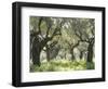 Greece, Olive Grove-Thonig-Framed Photographic Print