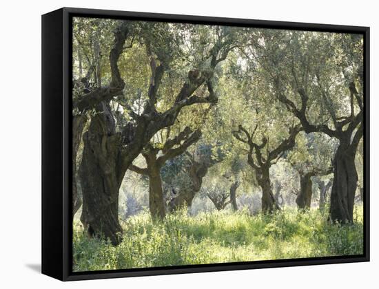 Greece, Olive Grove-Thonig-Framed Stretched Canvas