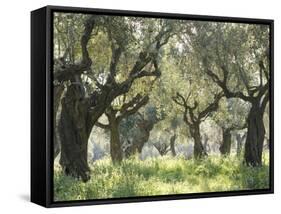 Greece, Olive Grove-Thonig-Framed Stretched Canvas