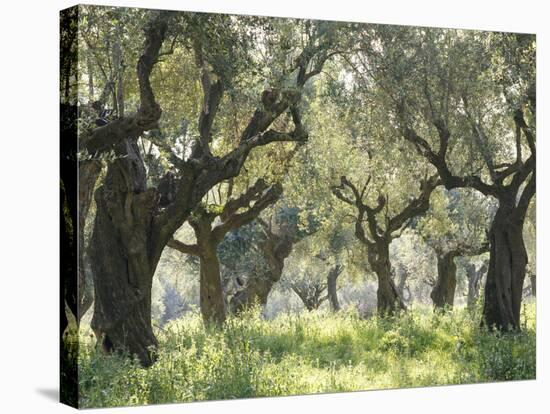 Greece, Olive Grove-Thonig-Stretched Canvas