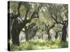 Greece, Olive Grove-Thonig-Stretched Canvas