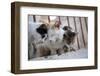 Greece, Santorini, cats that roam the city-Hollice Looney-Framed Photographic Print