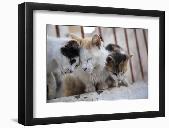 Greece, Santorini, cats that roam the city-Hollice Looney-Framed Photographic Print