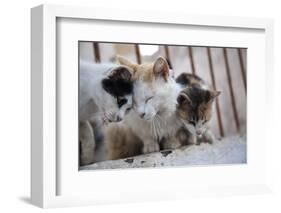 Greece, Santorini, cats that roam the city-Hollice Looney-Framed Photographic Print