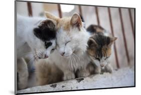 Greece, Santorini, cats that roam the city-Hollice Looney-Mounted Photographic Print