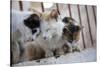 Greece, Santorini, cats that roam the city-Hollice Looney-Stretched Canvas