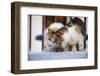 Greece, Santorini, cats that roam the city-Hollice Looney-Framed Photographic Print