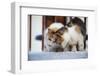Greece, Santorini, cats that roam the city-Hollice Looney-Framed Photographic Print