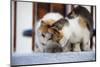 Greece, Santorini, cats that roam the city-Hollice Looney-Mounted Photographic Print