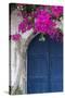 Greece, Santorini. Weathered blue door is framed by bright pink Bougainvillea blossoms.-Brenda Tharp-Stretched Canvas