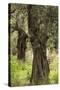 Greece, Thessaly, Ano Gatzea, Pelion Peninsula, Olive Grove-Walter Bibikow-Stretched Canvas