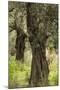 Greece, Thessaly, Ano Gatzea, Pelion Peninsula, Olive Grove-Walter Bibikow-Mounted Photographic Print