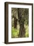 Greece, Thessaly, Ano Gatzea, Pelion Peninsula, Olive Grove-Walter Bibikow-Framed Photographic Print