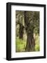 Greece, Thessaly, Ano Gatzea, Pelion Peninsula, Olive Grove-Walter Bibikow-Framed Photographic Print