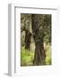 Greece, Thessaly, Ano Gatzea, Pelion Peninsula, Olive Grove-Walter Bibikow-Framed Photographic Print