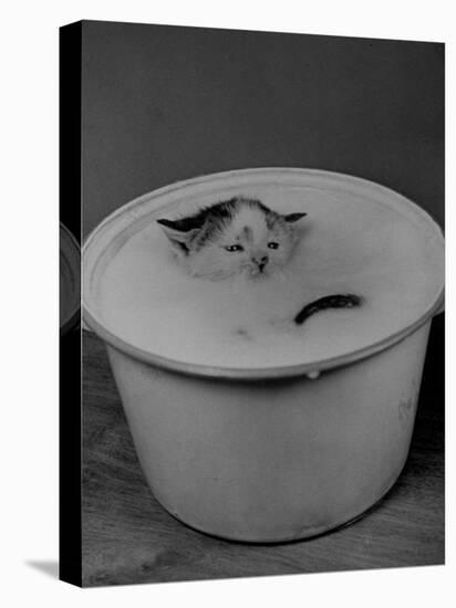 Greedily Hungry Kitten Almost Drowning in a Pot of Milk after Climbing over the Side to Drink-Nina Leen-Stretched Canvas