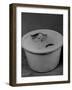 Greedily Hungry Kitten Almost Drowning in a Pot of Milk after Climbing over the Side to Drink-Nina Leen-Framed Photographic Print