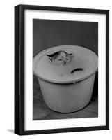 Greedily Hungry Kitten Almost Drowning in a Pot of Milk after Climbing over the Side to Drink-Nina Leen-Framed Photographic Print