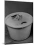 Greedily Hungry Kitten Almost Drowning in a Pot of Milk after Climbing over the Side to Drink-Nina Leen-Mounted Photographic Print