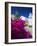 Greek Church and Flowers, Santorini, Cyclades, Greek Islands, Greece, Europe-Sakis Papadopoulos-Framed Photographic Print