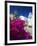 Greek Church and Flowers, Santorini, Cyclades, Greek Islands, Greece, Europe-Sakis Papadopoulos-Framed Photographic Print