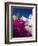 Greek Church and Flowers, Santorini, Cyclades, Greek Islands, Greece, Europe-Sakis Papadopoulos-Framed Photographic Print