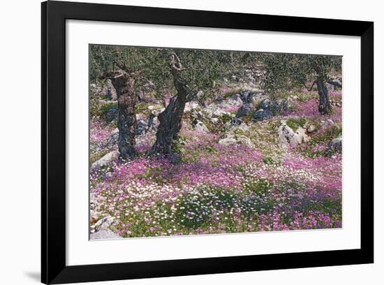 Greek Garden Olive Trees-null-Framed Premium Giclee Print