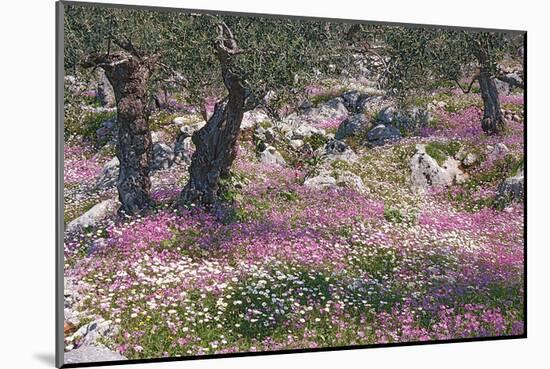 Greek Garden Olive Trees-null-Mounted Art Print