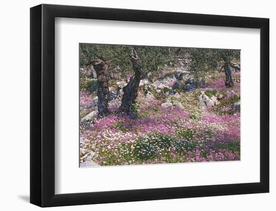 Greek Garden Olive Trees-null-Framed Art Print