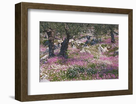 Greek Garden Olive Trees-null-Framed Art Print