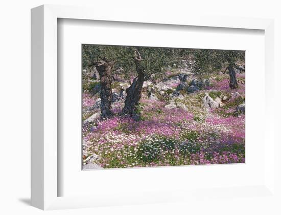 Greek Garden Olive Trees-null-Framed Art Print