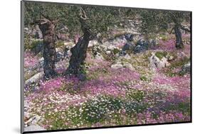 Greek Garden Olive Trees-null-Mounted Art Print