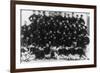 Greek Infantry Officers Photograph - Greece-Lantern Press-Framed Art Print